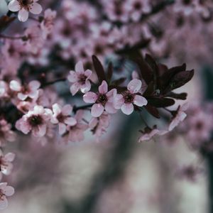 Превью обои цветы, ветка, цветение, весна