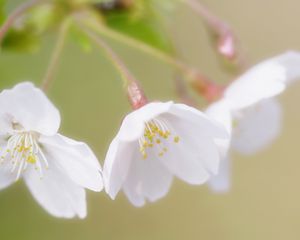 Превью обои цветы, ветка, цветение, вишня