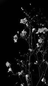 Превью обои цветы, ветки, черно-белый, черный