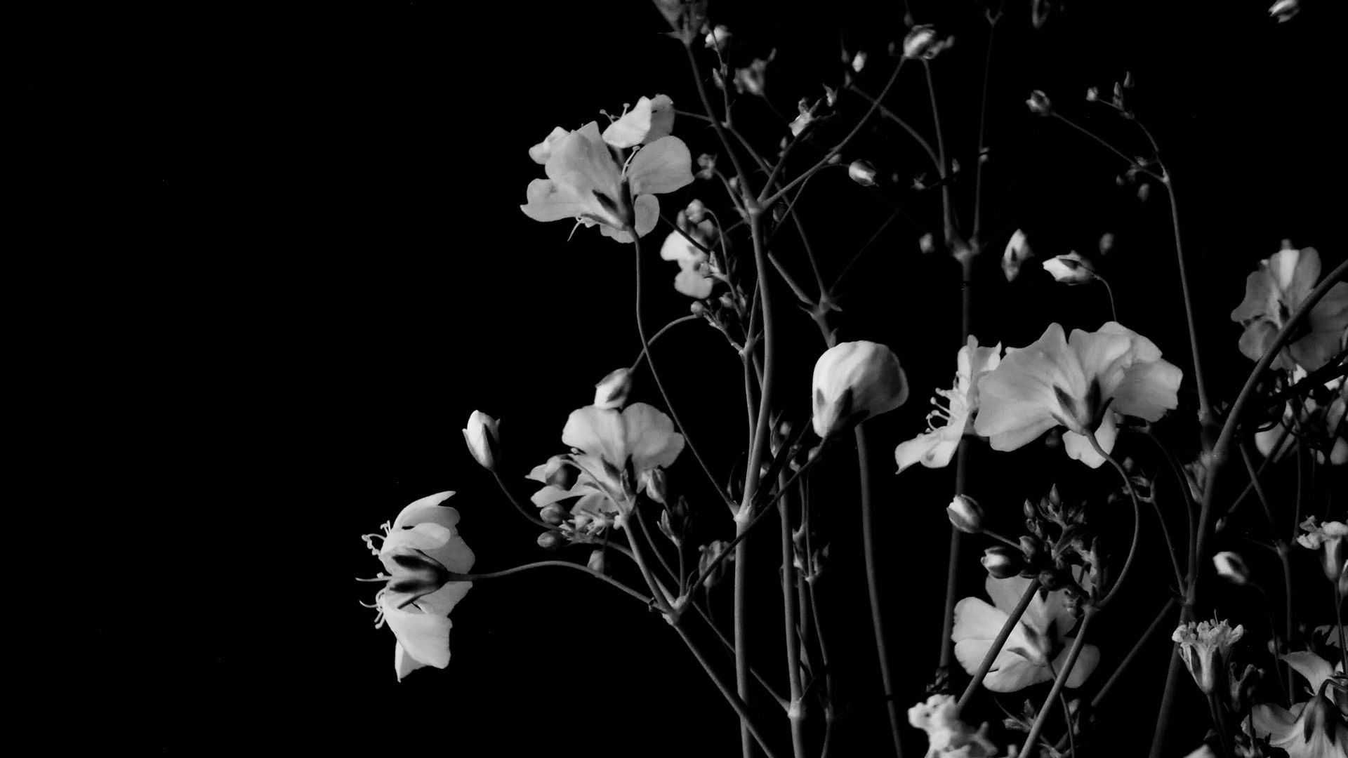 Скачать 1920x1080 цветы, ветки, черно-белый, черный обои, картинки full hd,  hdtv, fhd, 1080p