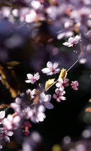 Превью обои цветы, ветки, лепестки, розовый, весна, природа