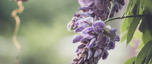 Превью обои цветы, ветки, листья, макро, фиолетовый