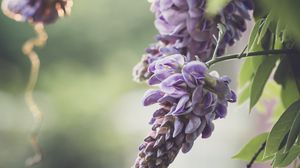 Превью обои цветы, ветки, листья, макро, фиолетовый