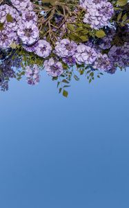 Превью обои цветы, ветки, листья, синий фон