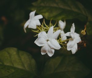 Превью обои цветы, ветки, стебель