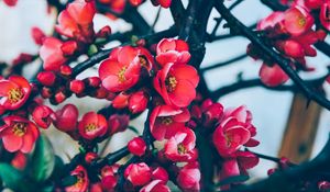 Превью обои цветы, ветки, цветение