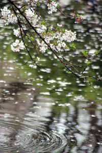 Превью обои цветы, ветки, вода, размытие