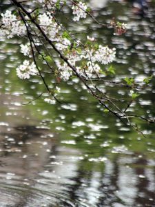 Превью обои цветы, ветки, вода, размытие