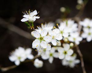 Превью обои цветы, вишня, лепестки, белый, весна, блюр