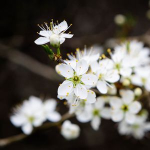 Превью обои цветы, вишня, лепестки, белый, весна, блюр