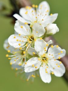 Превью обои цветы, вишня, лепестки, ветка, макро