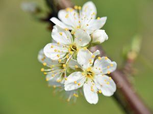 Превью обои цветы, вишня, лепестки, ветка, макро
