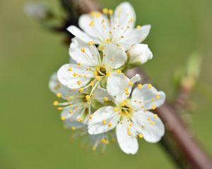 Превью обои цветы, вишня, лепестки, ветка, макро