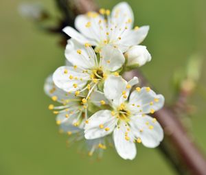 Превью обои цветы, вишня, лепестки, ветка, макро