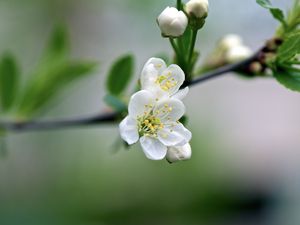 Превью обои цветы, вишня, лепестки, весна, макро