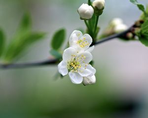 Превью обои цветы, вишня, лепестки, весна, макро