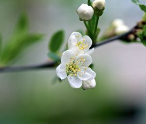 Превью обои цветы, вишня, лепестки, весна, макро