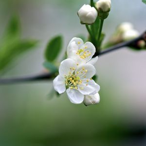 Превью обои цветы, вишня, лепестки, весна, макро