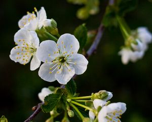 Превью обои цветы, вишня, лепестки, белый, весна