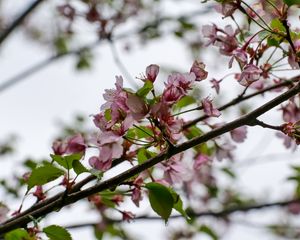 Превью обои цветы, вишня, листья, ветка, весна