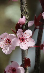 Превью обои цветы, вишня, ветка, макро