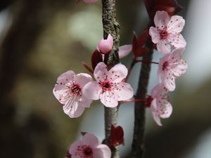 Превью обои цветы, вишня, ветка, макро