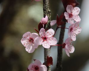 Превью обои цветы, вишня, ветка, макро