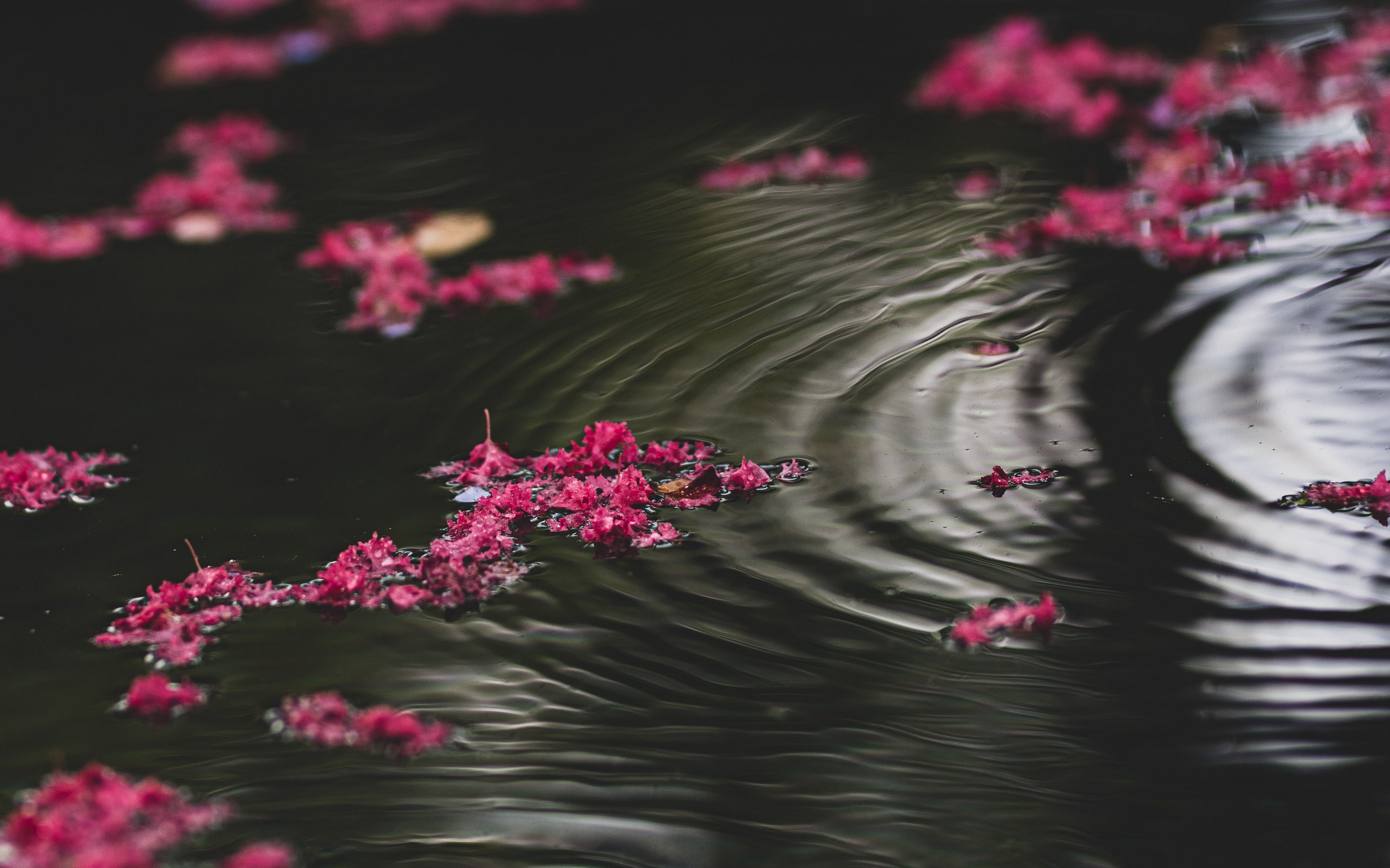 Самый красивый цветок на фоне воды