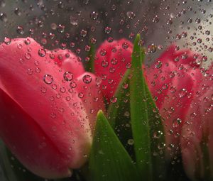 Превью обои цветы за стеклом, капли, тюльпаны