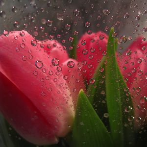 Превью обои цветы за стеклом, капли, тюльпаны