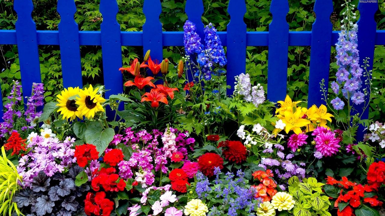 Обои цветы, забор, разные, яркий