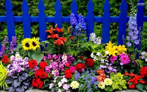 Превью обои цветы, забор, разные, яркий