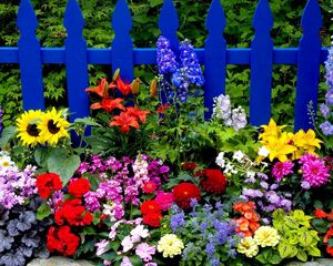 Превью обои цветы, забор, разные, яркий