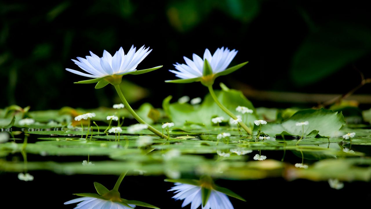 Обои цветы, зелень, вода, гладь, отражение