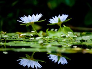 Превью обои цветы, зелень, вода, гладь, отражение
