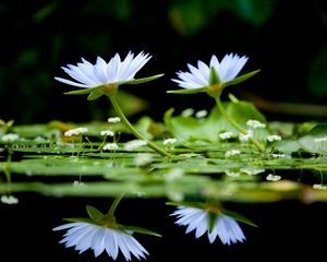 Превью обои цветы, зелень, вода, гладь, отражение