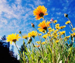 Превью обои цветы, желтые, небо, трава, поляна, солнечно