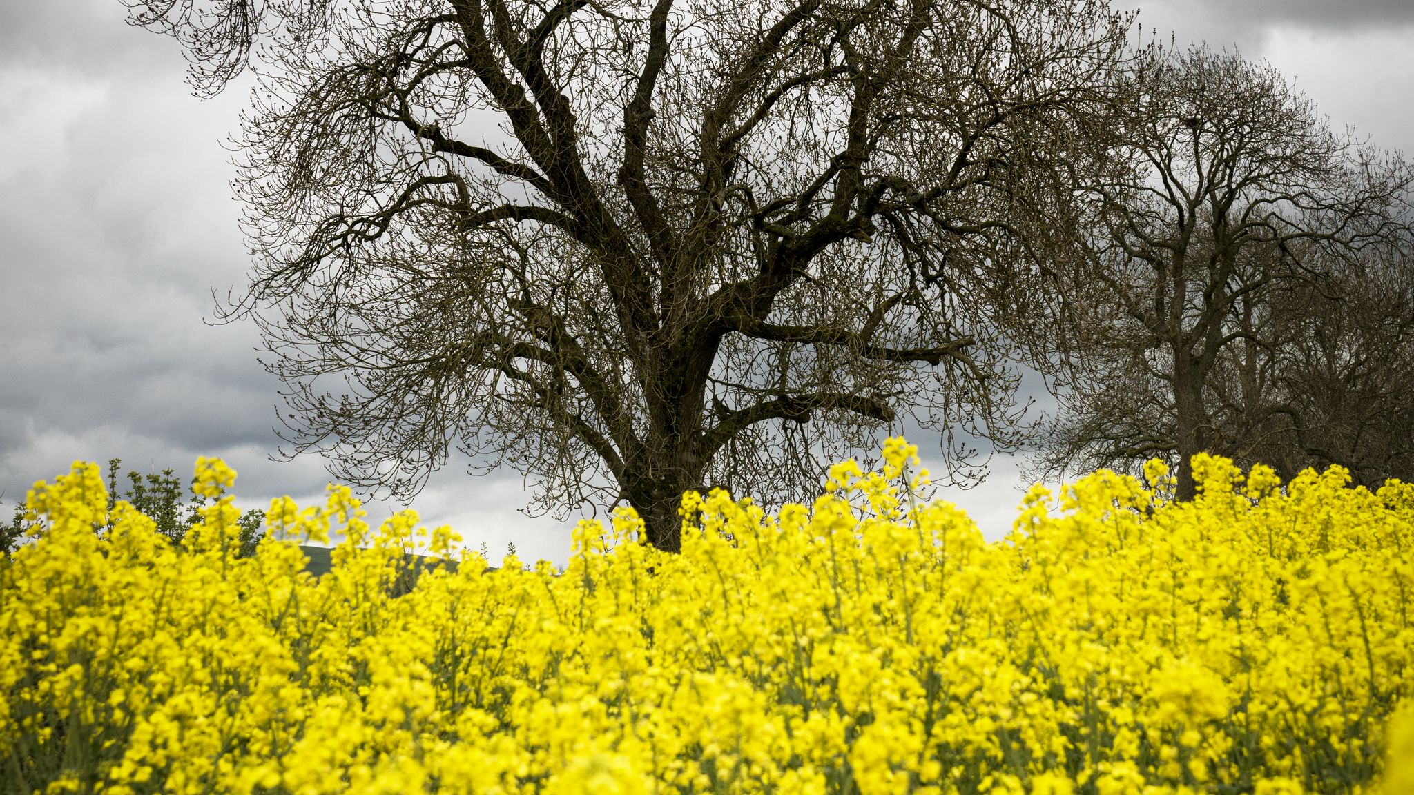 Дерево с желтыми цветами фото весной
