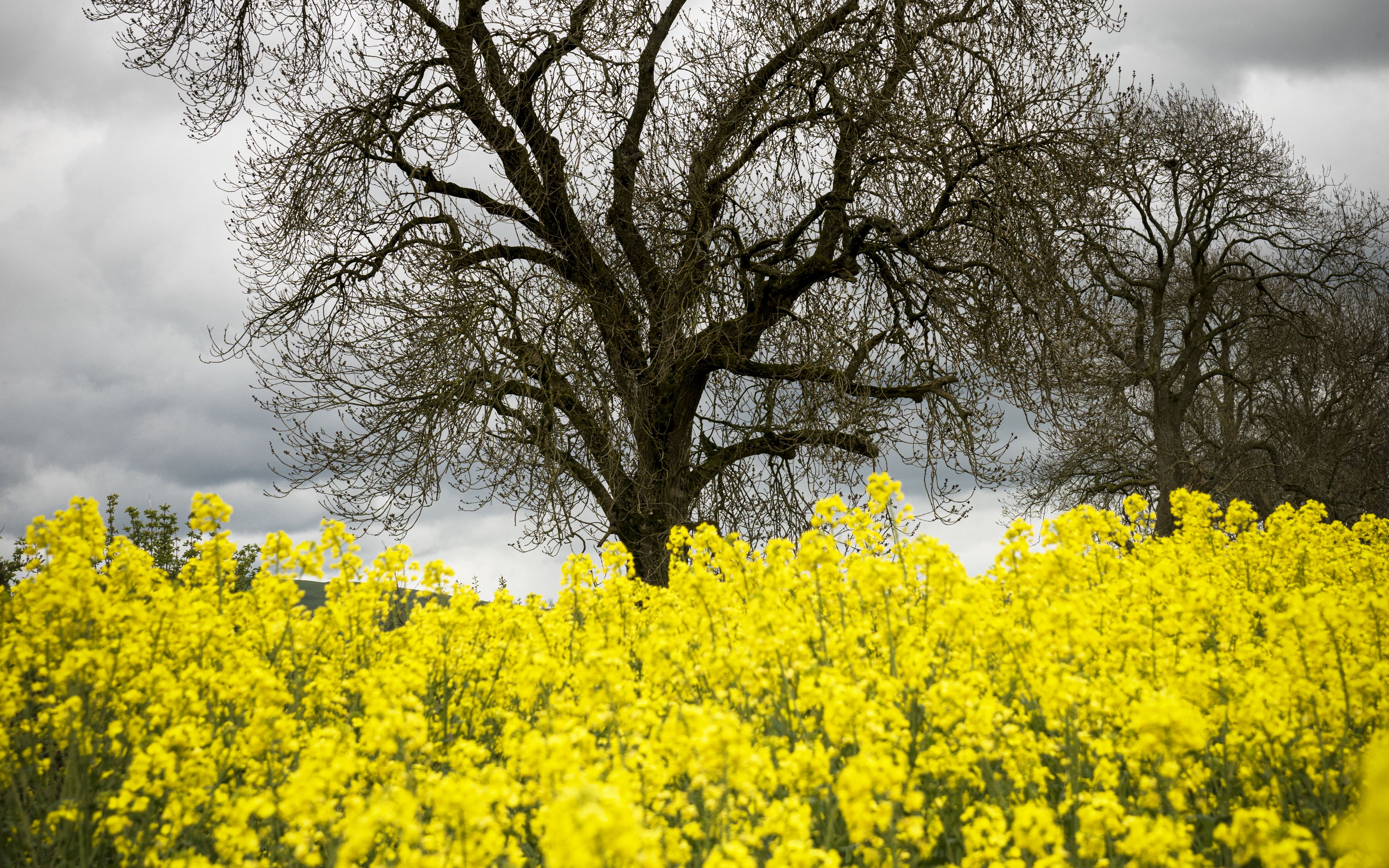 Природа с желтыми цветами