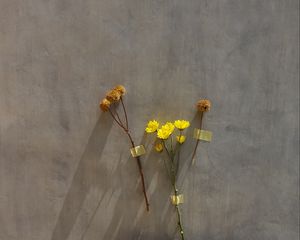 Превью обои цветы, желтый, гербарий, сухой