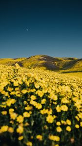 Превью обои цветы, желтый, холмы, поле, пейзаж