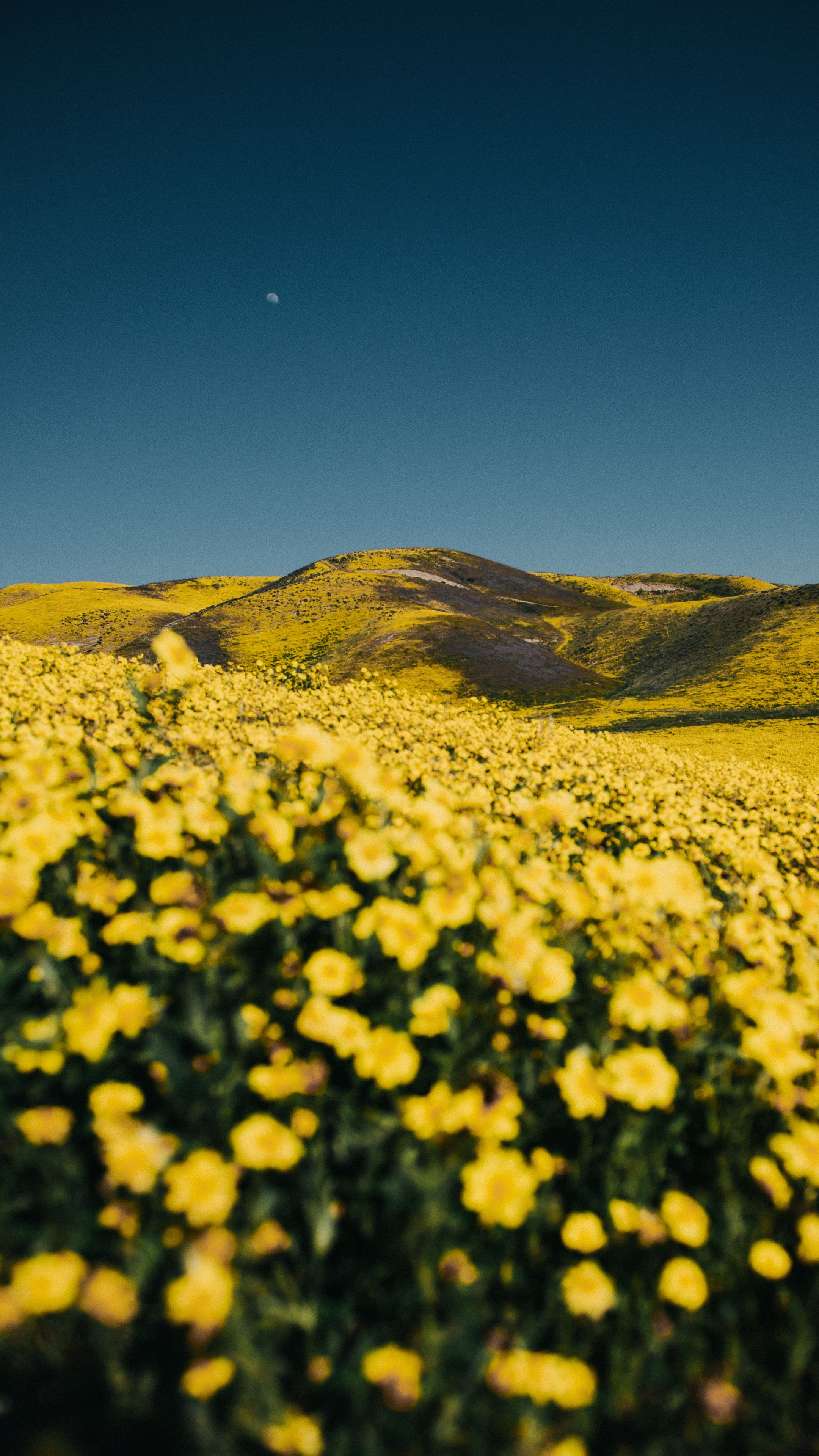 Желтые холмы. Цветочное поле. Желтый пейзаж. Желтые цветы на полях. Цветочное поле желтое.