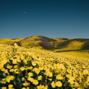 Превью обои цветы, желтый, холмы, поле, пейзаж