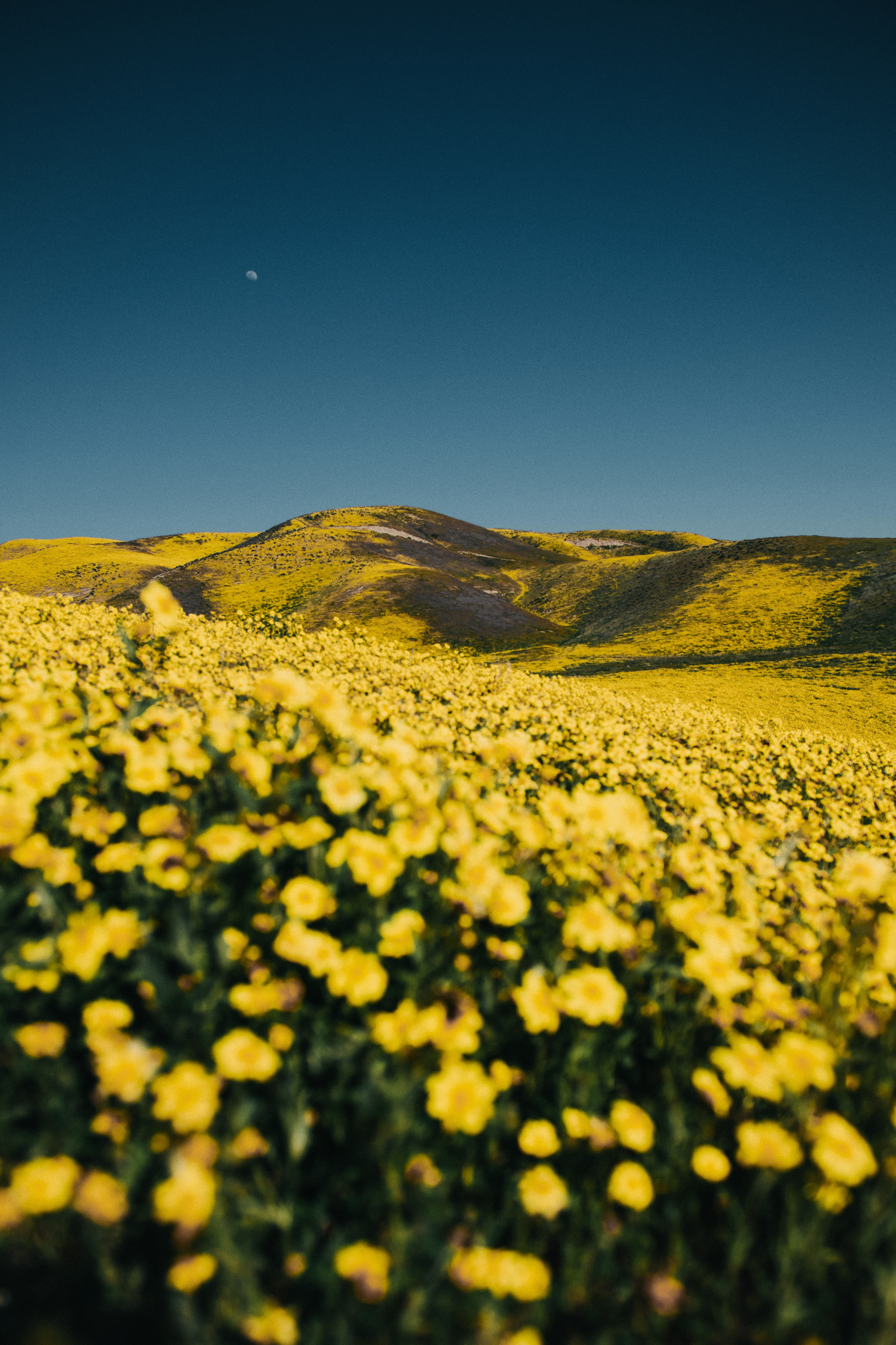 Желтые холмы. Желтое поле. Поле с желтыми цветами. Желтый пейзаж. Желтые цветы на полях.