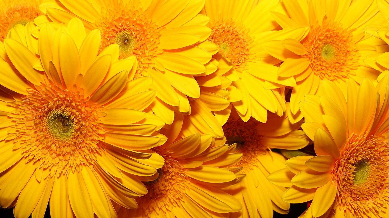 Обои цветы, желтый, яркий, букет