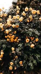 Превью обои цветы, желтый, куст, мокрый, растение