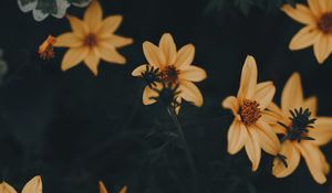 Превью обои цветы, желтый, листья, цветет, растение, темно-зеленый