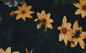 Превью обои цветы, желтый, листья, цветет, растение, темно-зеленый