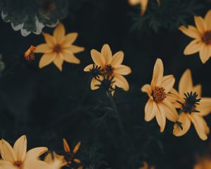 Превью обои цветы, желтый, листья, цветет, растение, темно-зеленый