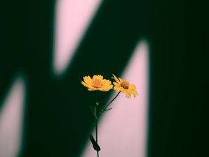 Превью обои цветы, желтый, растение, тень